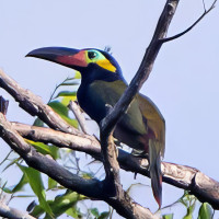 Guianan Toucanet